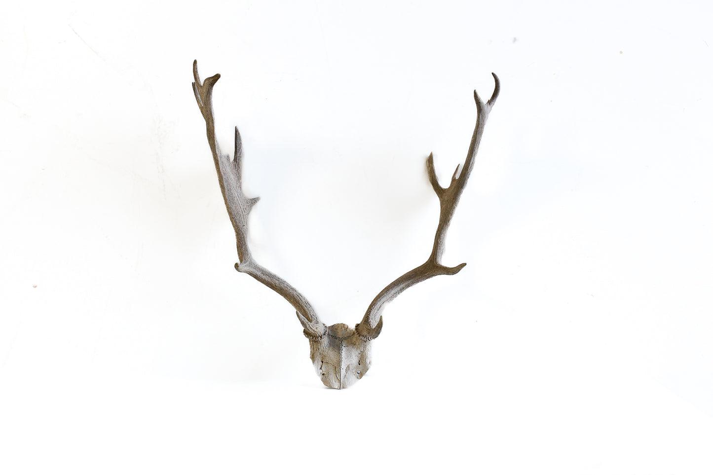 Vintage Deer Antlers